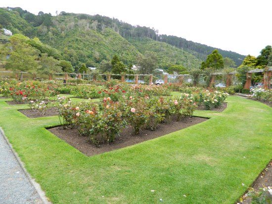Lady Norwood Rose Garden